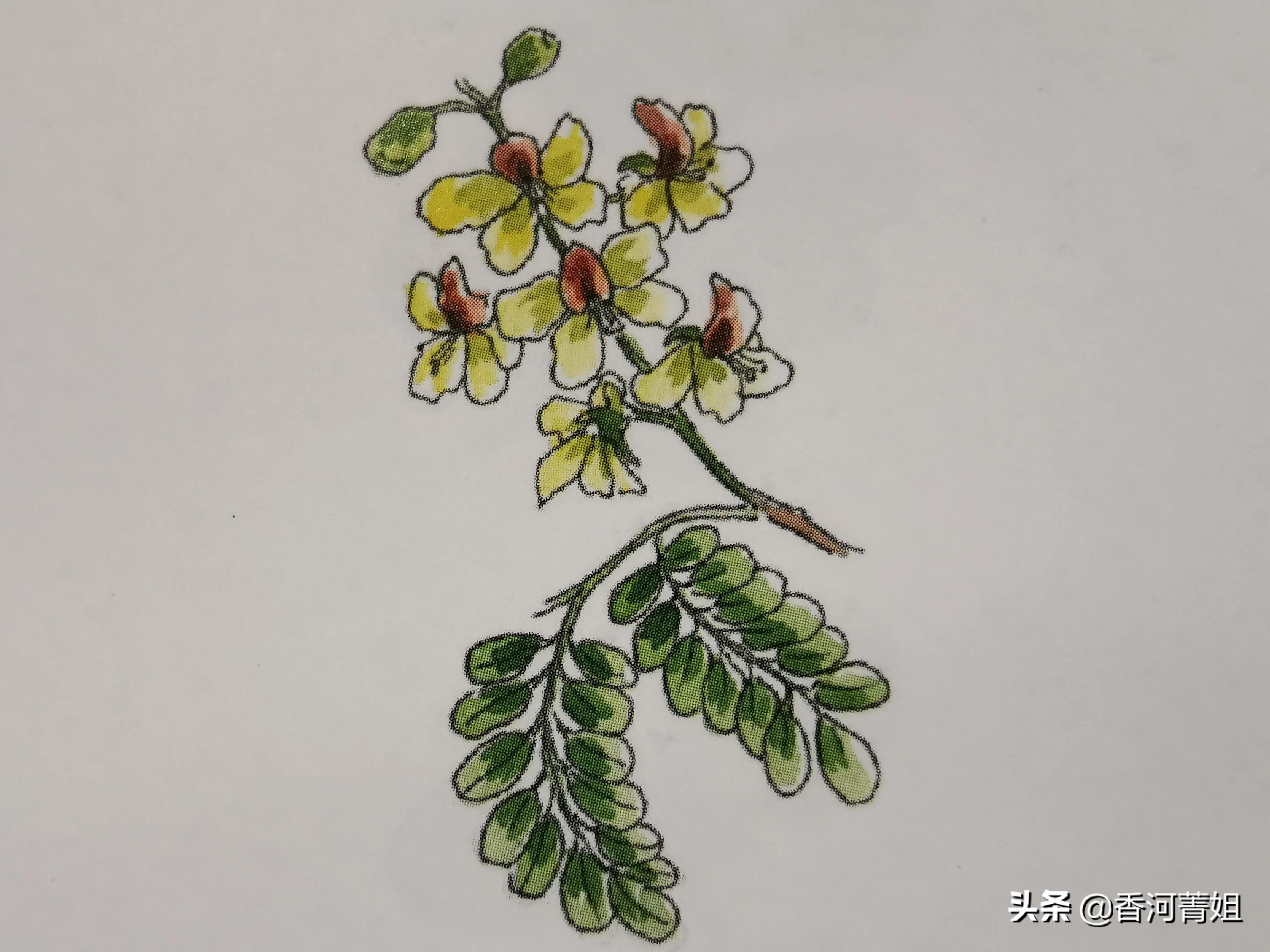 巴西硬木和塑木区别,巴西檀木