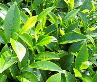 如何成为一名懂茶人,如何快速成为茶专家