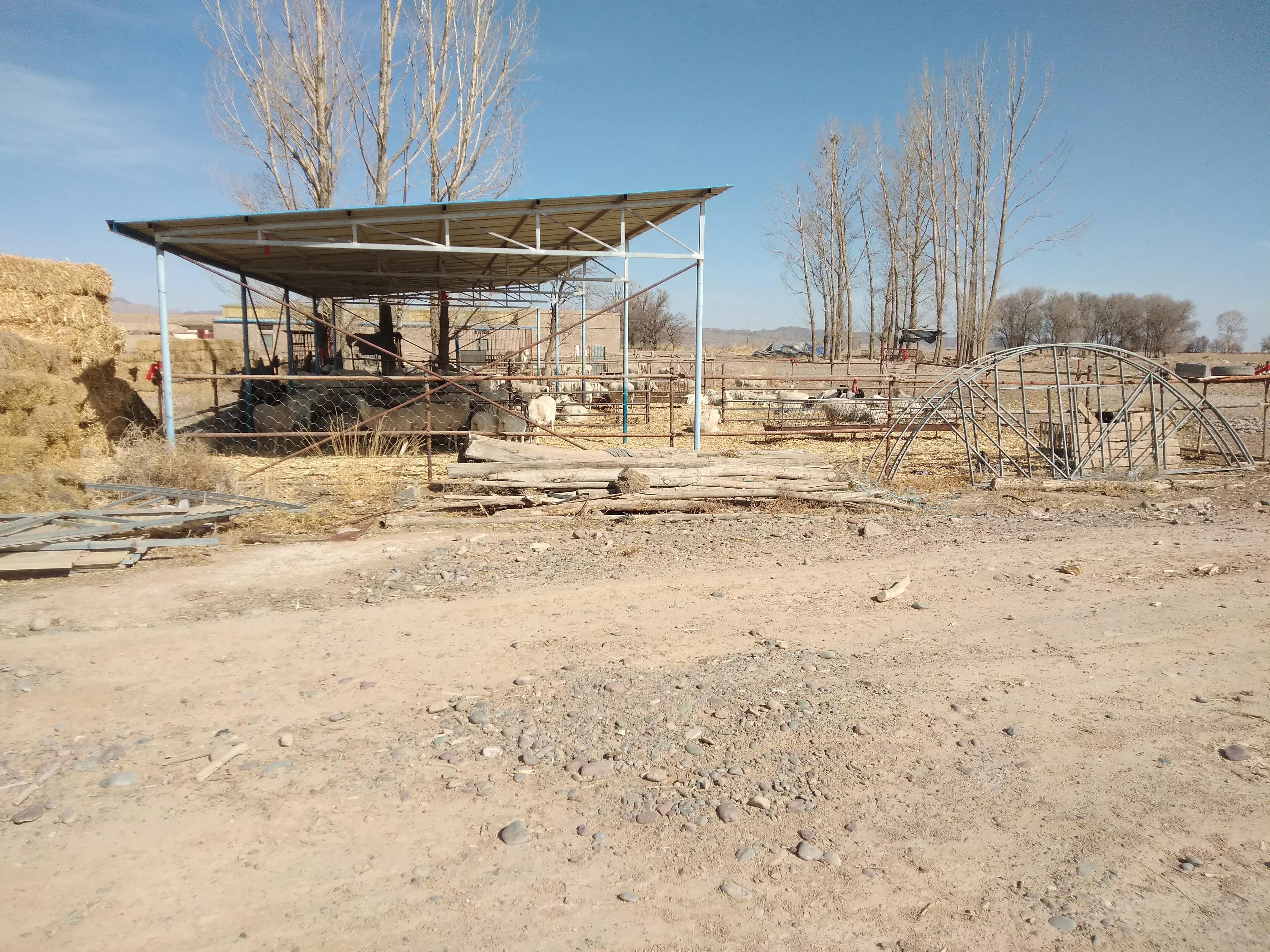 养羊自配饲料的四大误区,养羊是先养还是先办证