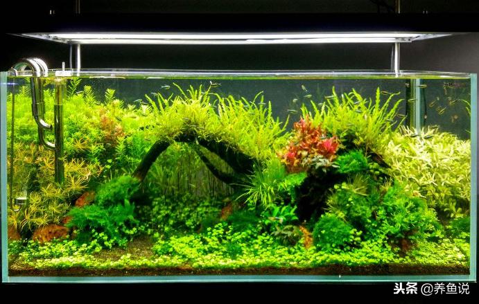 养鱼要避免阳光吗,养鱼要不要清理排泄物