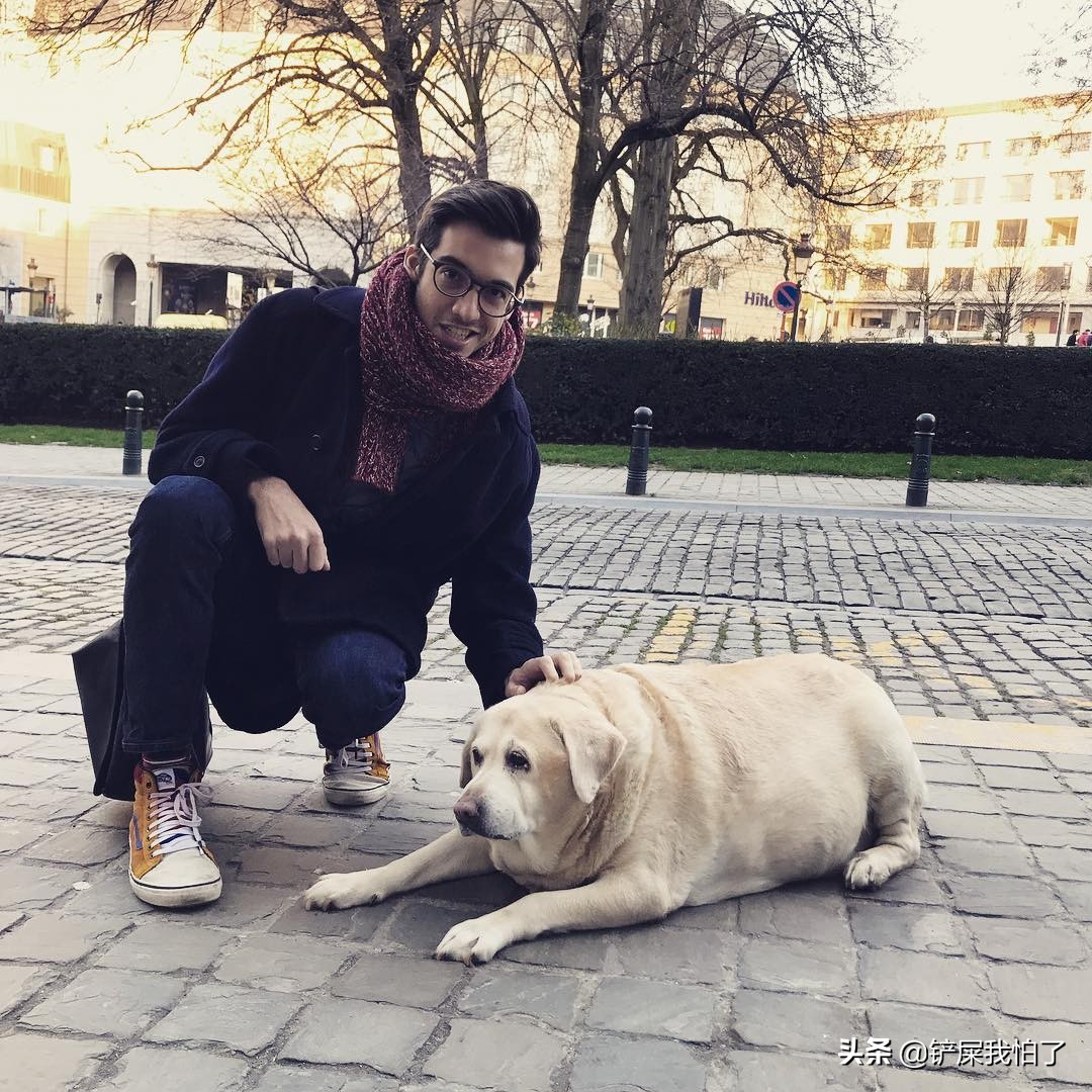 给狗狗报名上学靠谱吗,给狗狗办健身卡