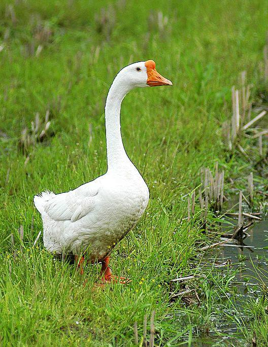 云林鹅,云林鹅无锡