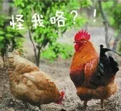 吃鸡有什么忌口,关于吃鸡关于忌口