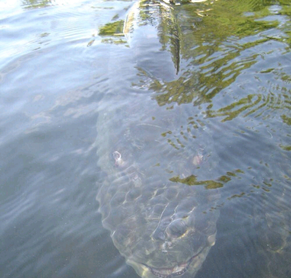 浙江一男子钓鱼差点被鱼拉下水,男子钓鱼被鱼咬后续
