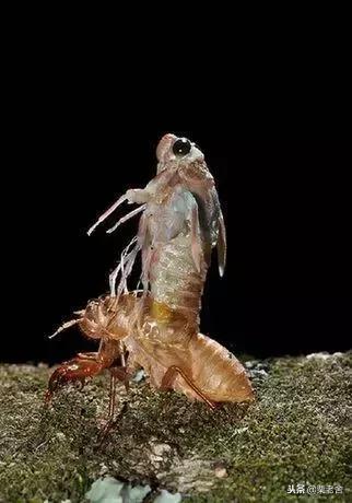 捕蝉技巧15分钟最多抓9斤知了,捕蝉妙招