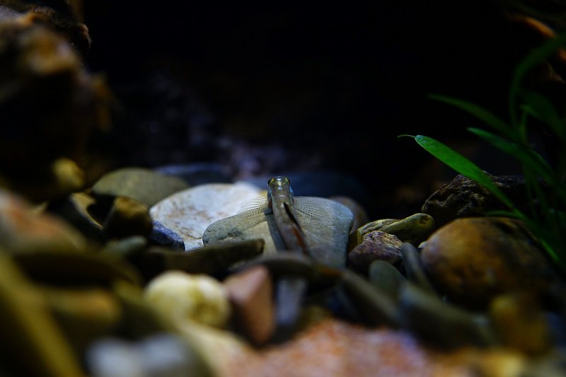 南美水族论坛推荐,南美水草造景论坛