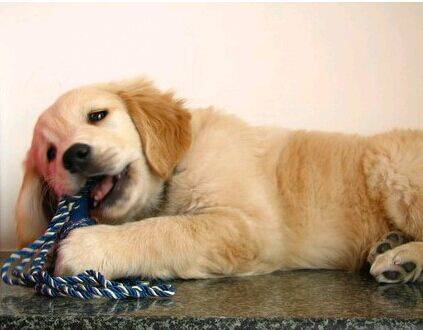 金毛呕吐不吃东西没精神怎么回事,金毛幼犬拉肚子呕吐该喂什么东西