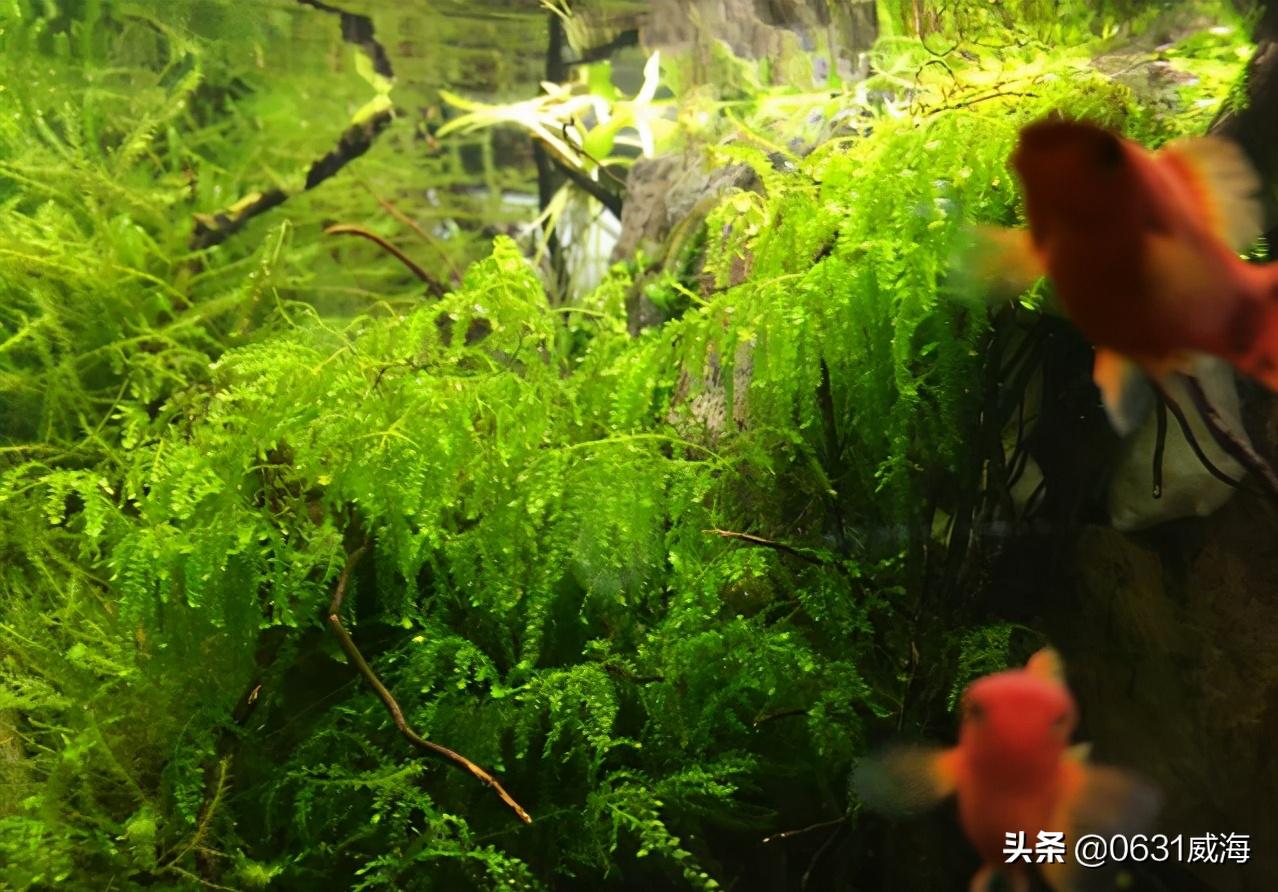 养孔雀鱼需要什么水草,新手养孔雀鱼十大禁忌水草