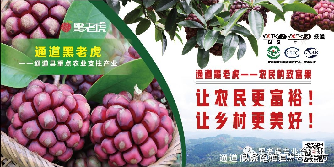 被省委书记惦记的通道小伙，正带村民种山果致富（转载）