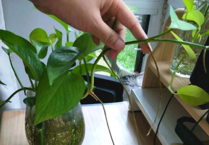 绿萝里面的小机关,绿萝有小机关怎么办