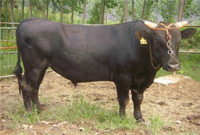 淄博高青慢城视频,山东高青慢城景区