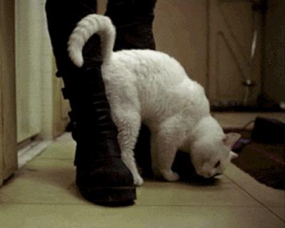 用棉签能让母猫停止发情？快别傻了……