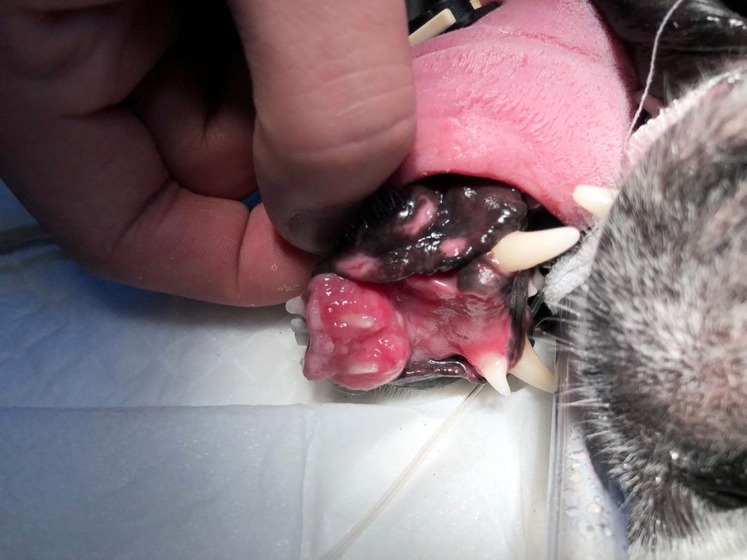 如果狗狗不慎被咬伤，作为家长该怎么办？