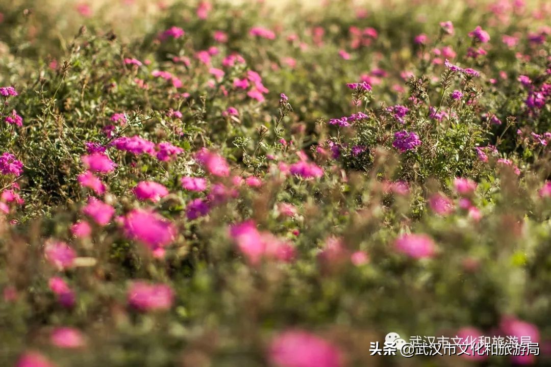 武汉江滩特大桥,武汉新建江滩