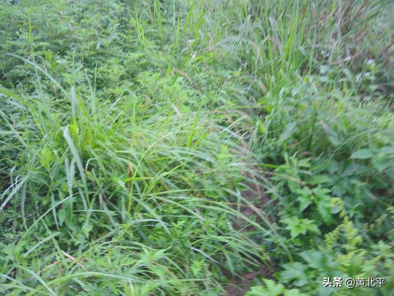 正安县何家山古道,贵州遵义安场古道