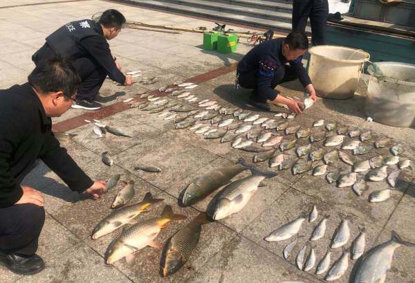 鲫鱼一亩收入多少,鲫鱼一亩养殖利润