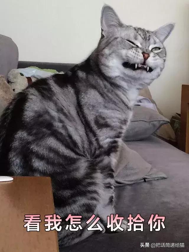猫故事全集,猫故事小说