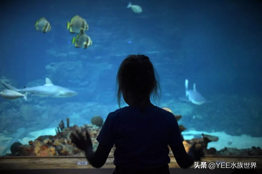 养鱼要不要一步到位,养鱼都需要哪几步