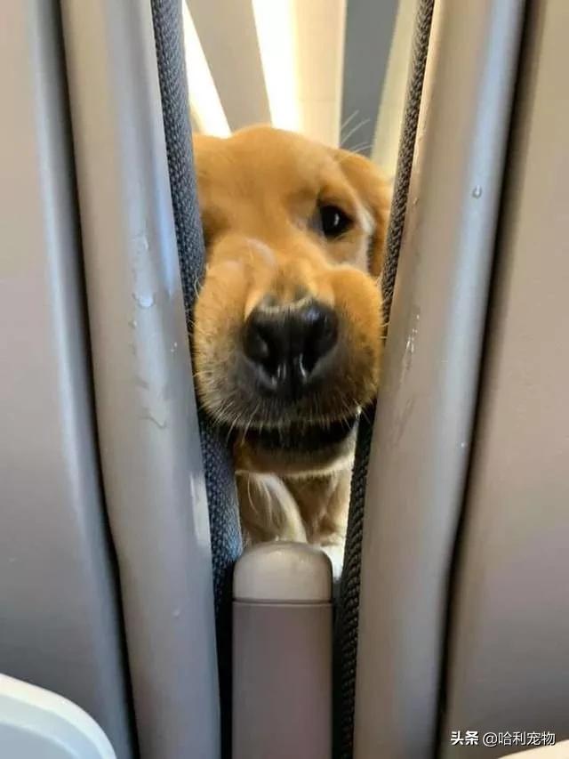 金毛流粘稠口水是怎么回事,金毛想吃东西流白色口水