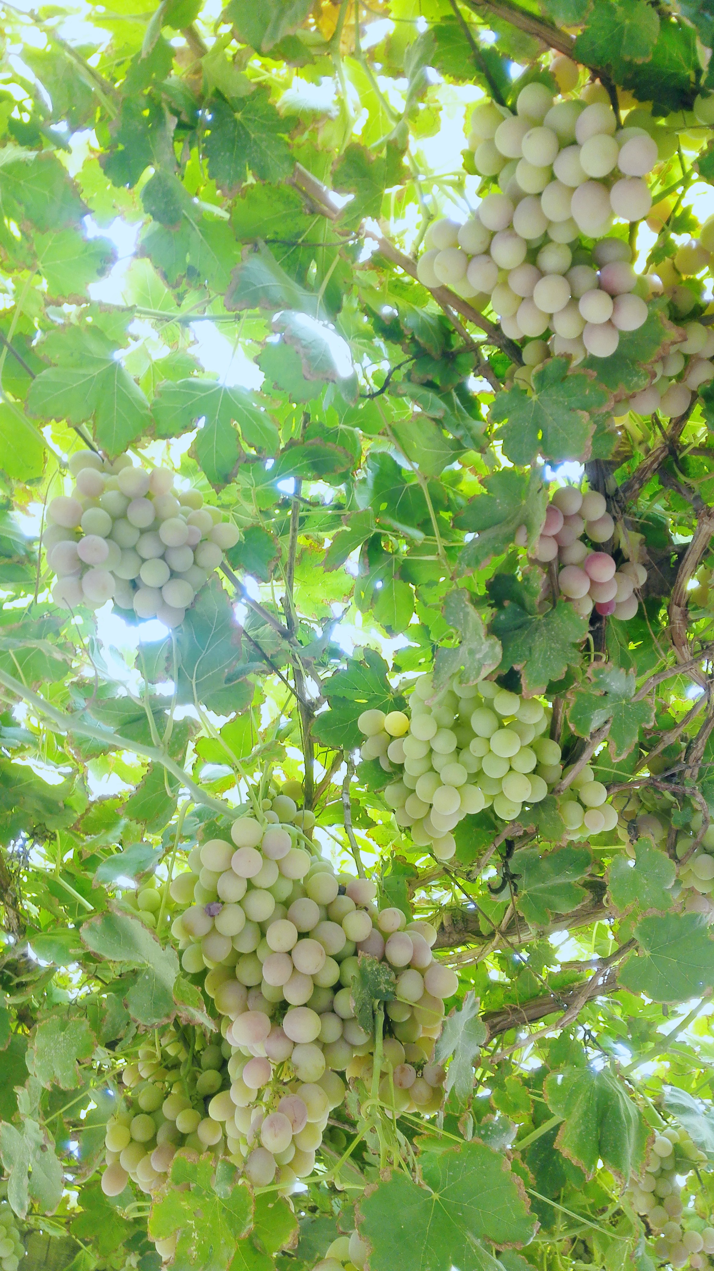 房车环游中国西藏攻略,房车环游旅游攻略