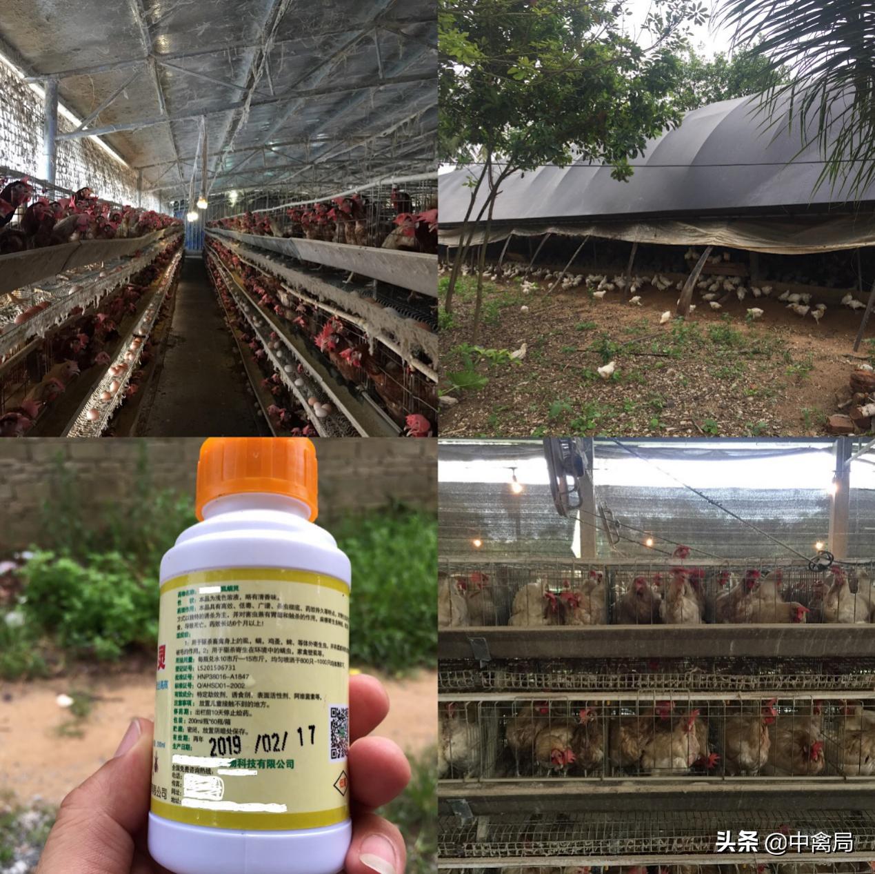 鸡虱子跳蚤怎么驱,鸡身上的虱子图片