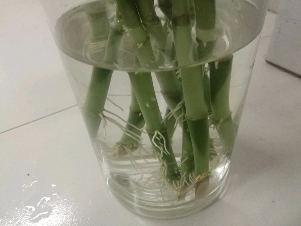 水培富贵竹怎么生根最快,土培富贵竹怎么才能快速生根