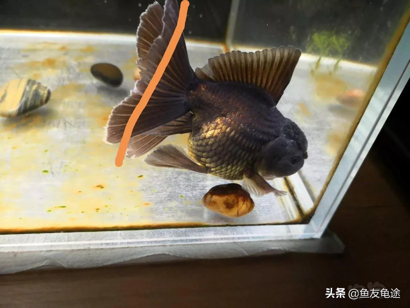 金鱼烂鳍烂尾用阿莫西林,金鱼烂尾烂鳍会传染吗