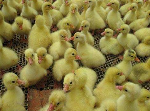 养鹅场一年能赚多少钱,养鹅场一年赚多少钱