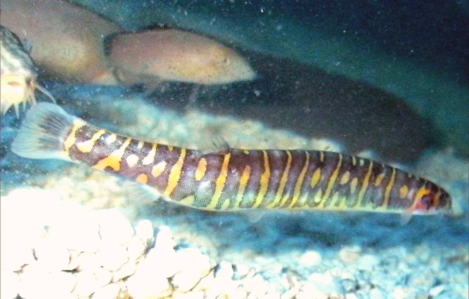 野生泥鳅品种图片大全大图,最大的泥鳅图片大全