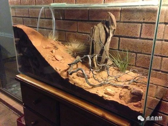 宠物蚂蚁基础知识,宠物蚂蚁怎么养新手教程