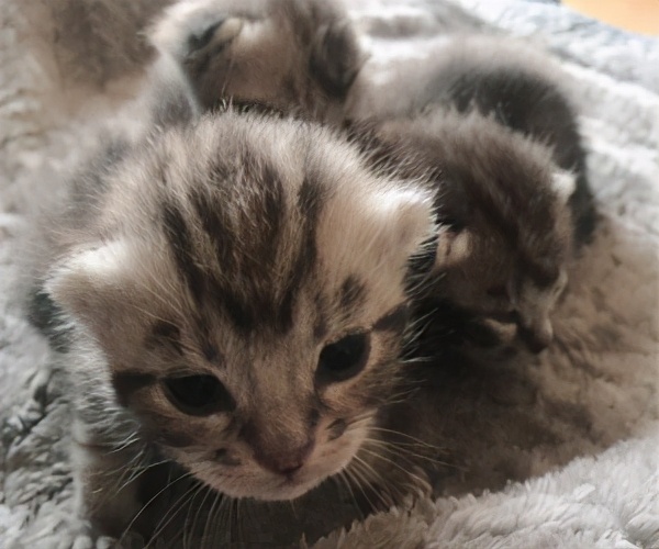 猫咪接生vlog,猫咪接生全套