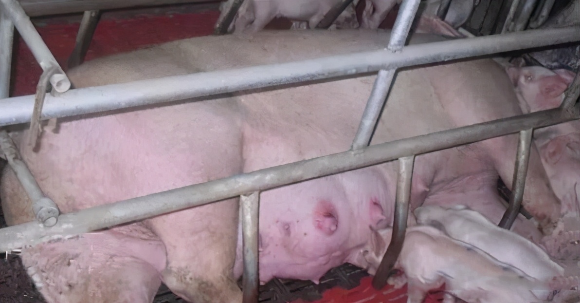 母猪产后便秘怎么治?母猪产后便秘的原因