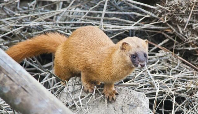 黄鼠狼全身是宝为何无人养殖,黄鼠狼浑身是宝为什么没人养殖