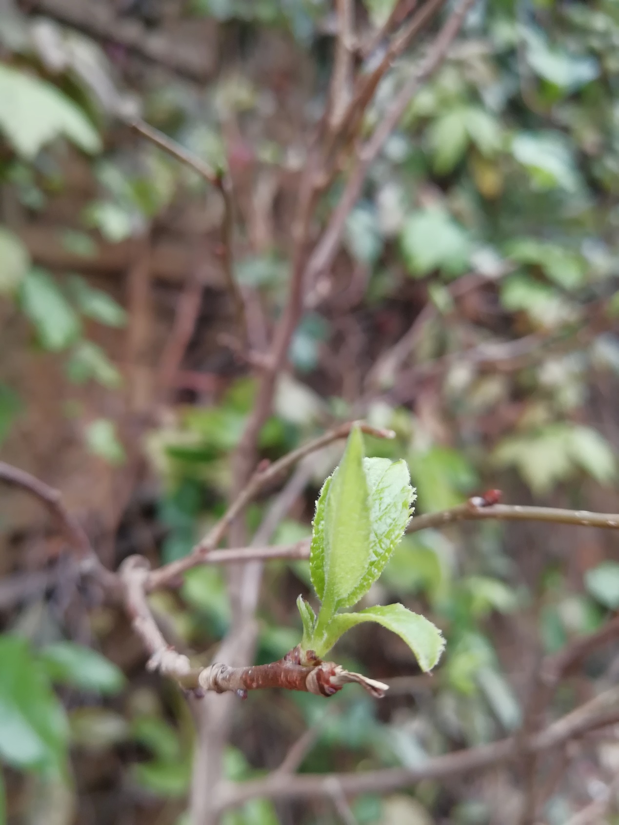 食用海棠和观赏海棠怎么区别,怎么区分海棠的花