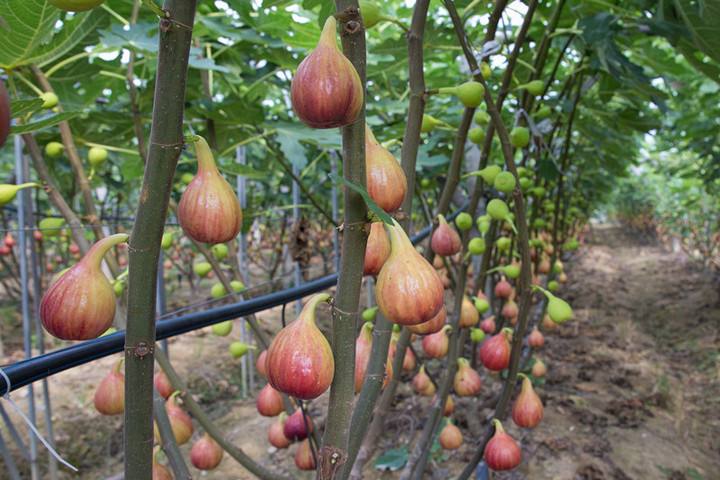 无花果被称为生命之果,生命之树盆栽