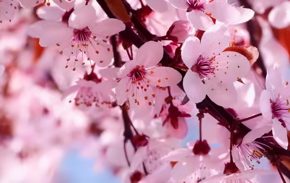 代表中国的国花有哪些,中国的各国的国花是什么花