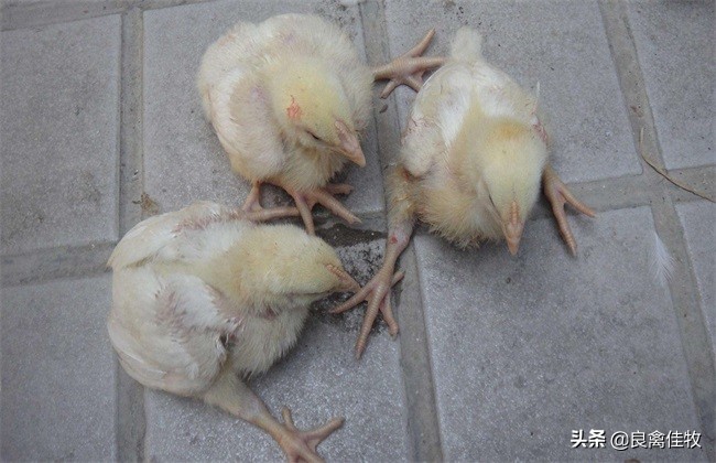 雏鸡脚软怎么治疗,雏鸡脚发干怎么补救