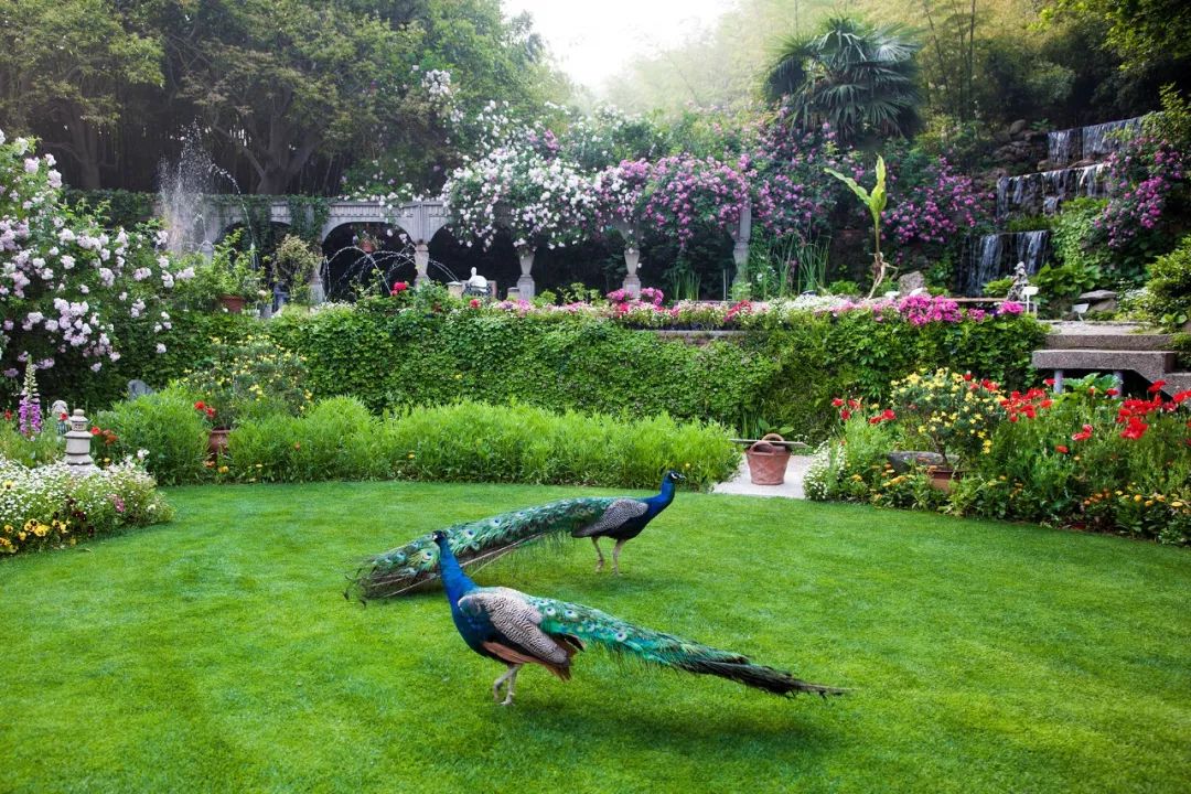 一个安徽爷爷，花1万块种出5000㎡私家花园，被评为中国最美