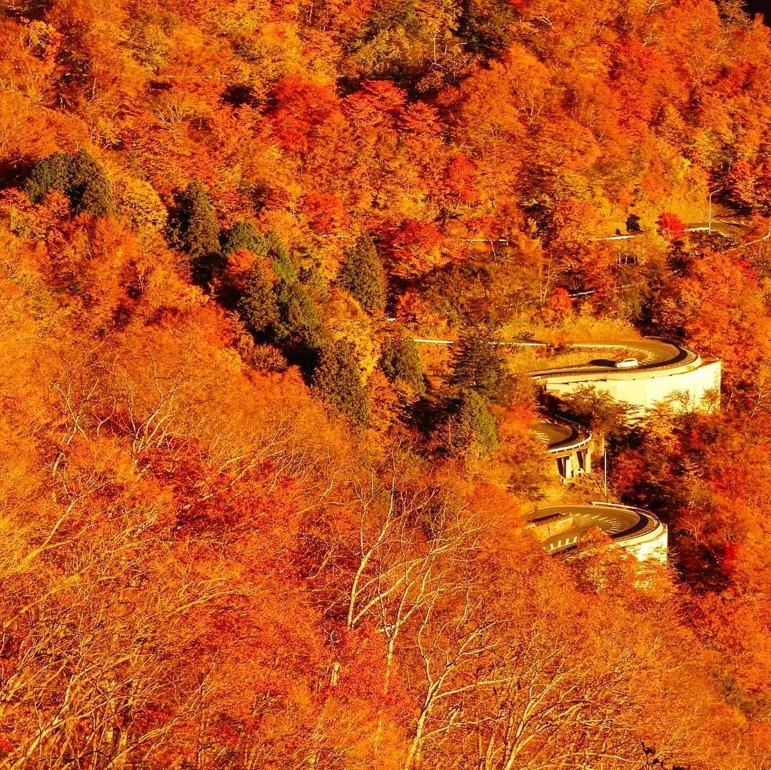 停车坐爱枫林晚，感受火红的秋