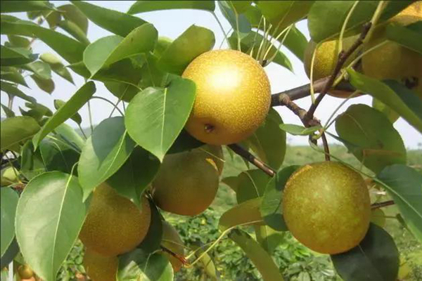 日本最成功的主题农场,日本农场十大排名