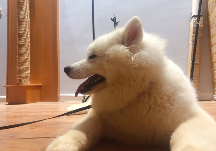 狗狗抽搐倒地不起哼哼叫还有救吗,狗狗呼吸急促四肢站不稳是什么病