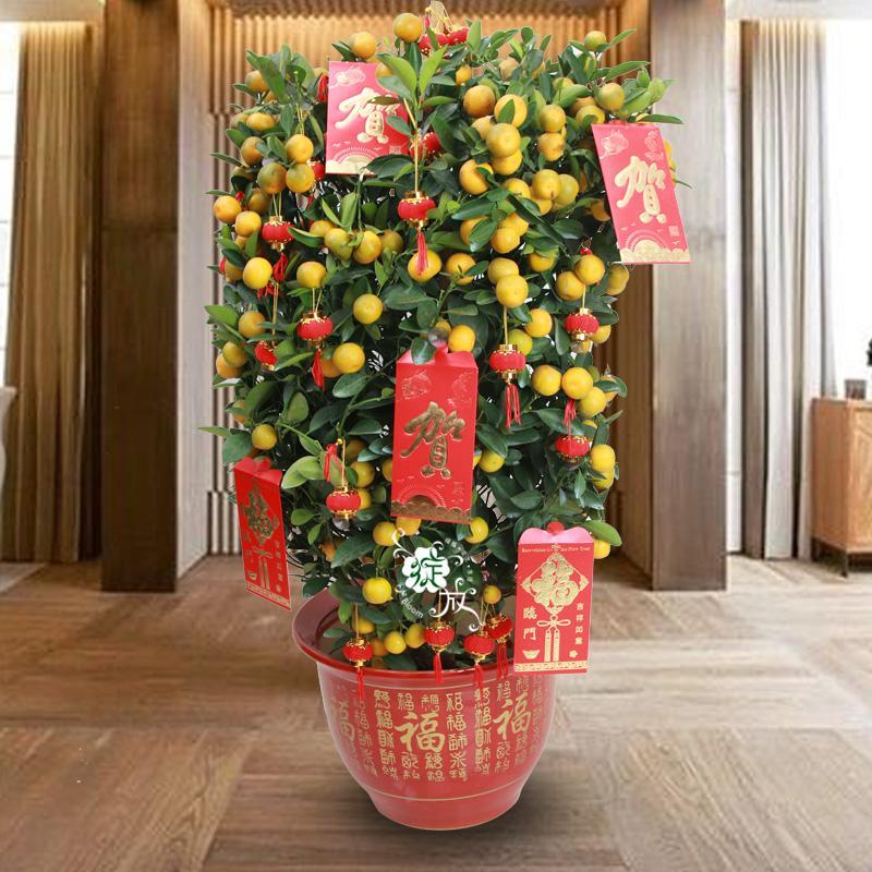 什么花寓意发财好运吉祥,寓意平安招财鸿运的干花