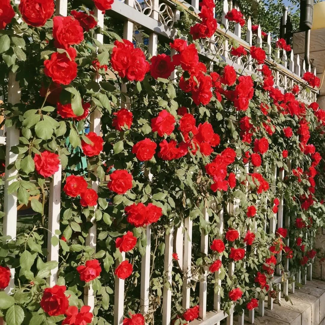 瘦了20斤意味着什么,瘦20斤人生像开挂