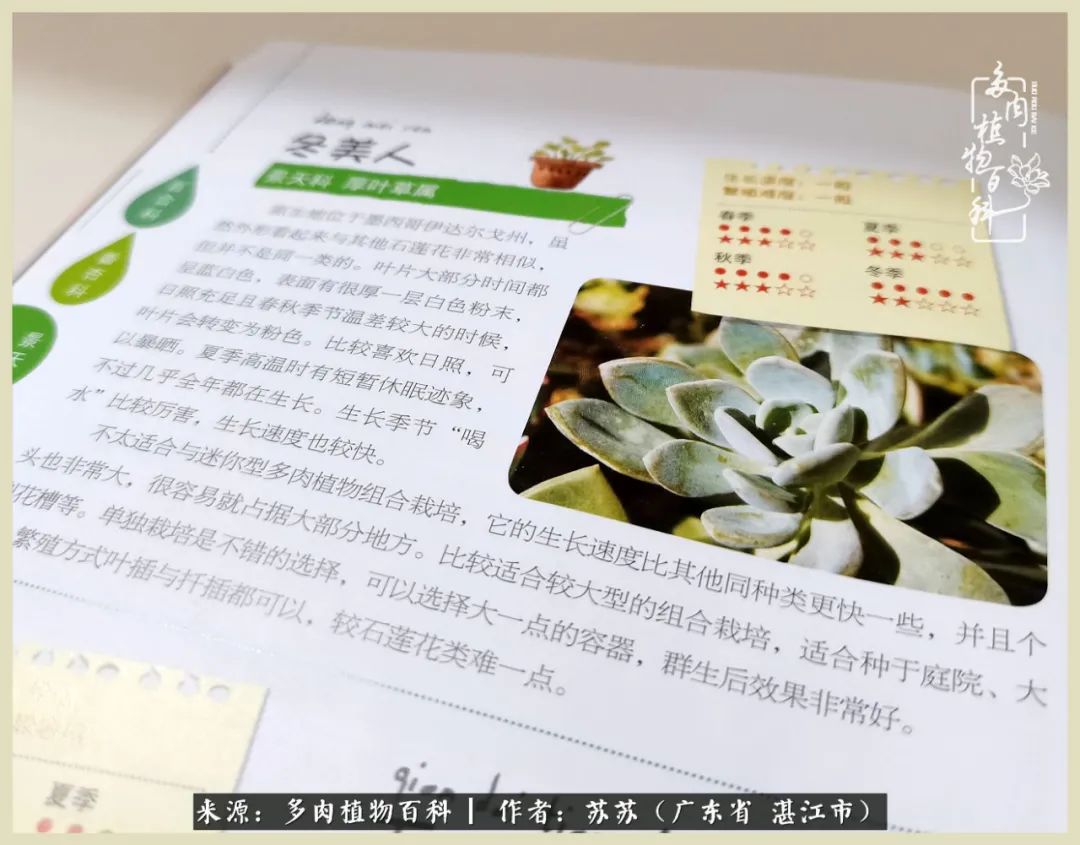 不要辜负与多肉的美好时光,多肉可以给人岁月静好的感觉