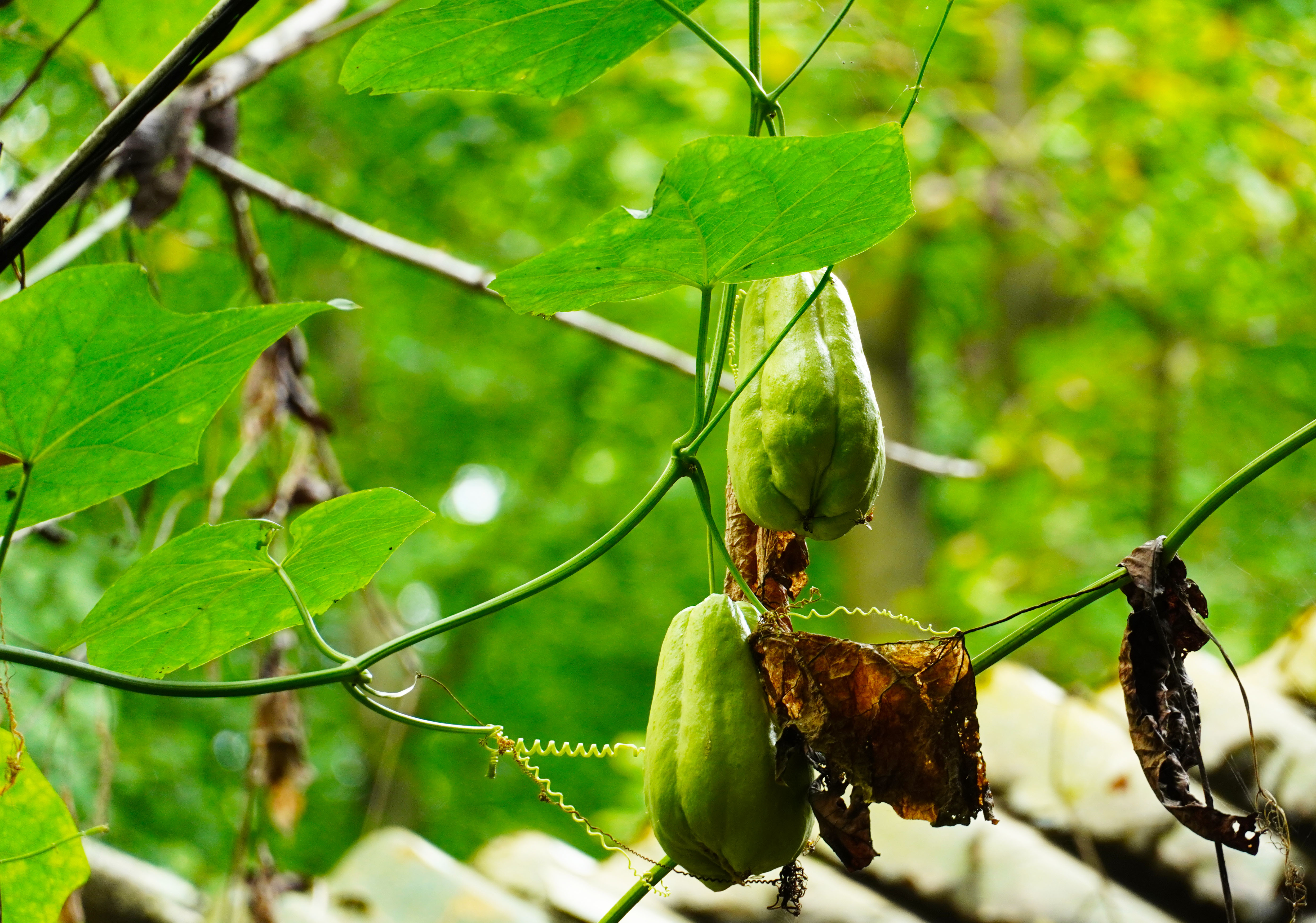 乡里南瓜子土特产,农家土特产南瓜子