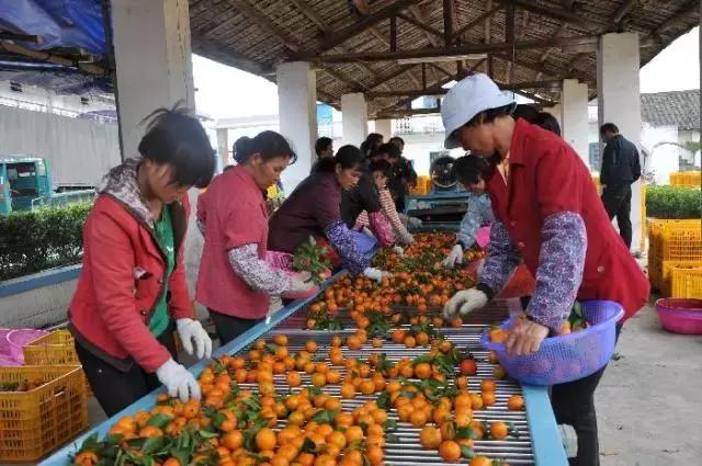 沙糖桔为什么那么容易烂,沙糖桔烂了表现出什么症状