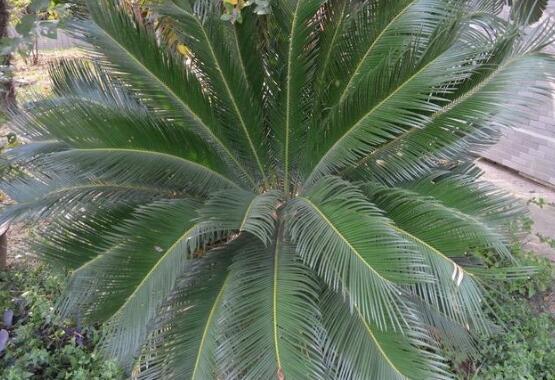 铁树怎么养长枝条,铁树怎么养殖才能养好