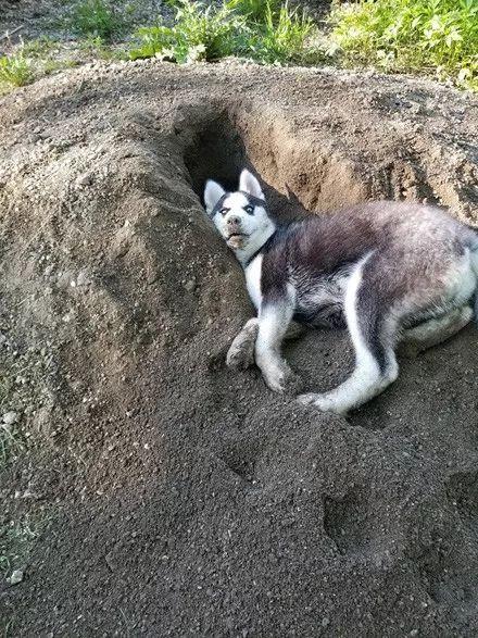 狗狗先训练什么,训练狗狗是不是让它先饿着
