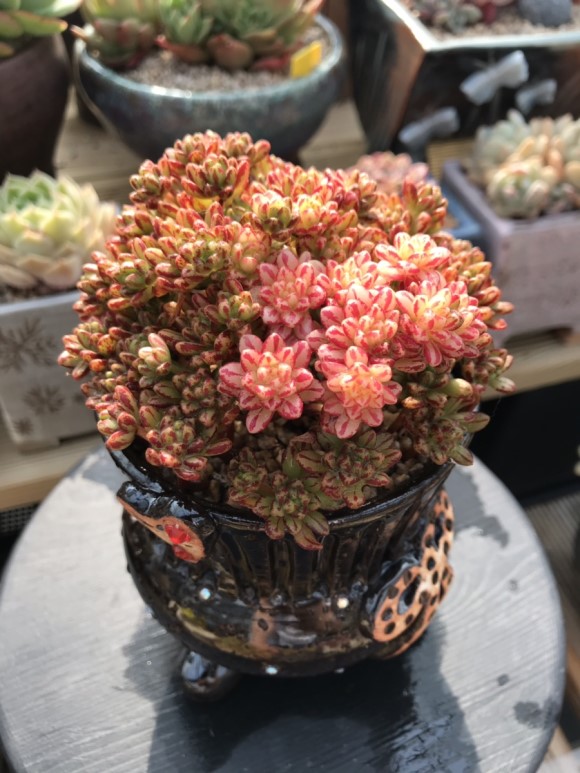 惊艳的韩国多肉,让人震撼的多肉