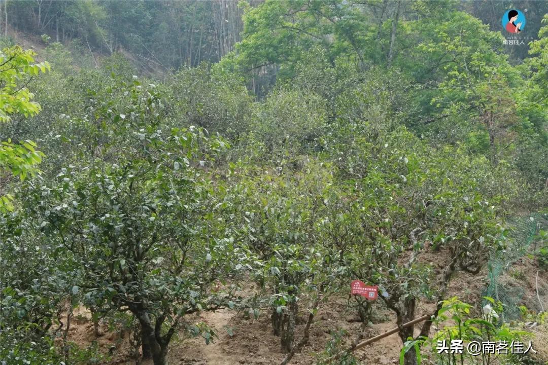 冰岛五寨糯五价格,冰岛五寨谁最有性价比